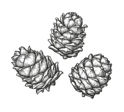Ink sketch of pine cones. Stock Illustration