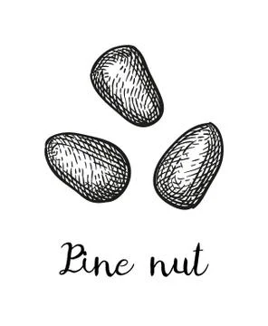 Ink sketch of pine nut. Illustrazione stock