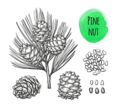Ink sketch of pine nut. Illustrazione stock