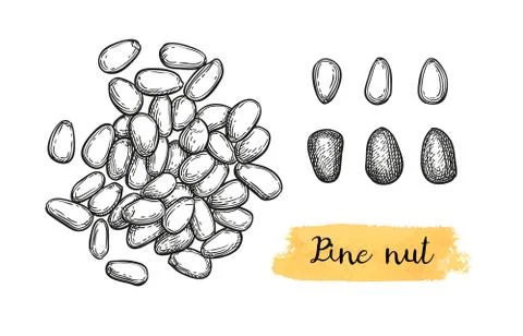 Ink sketch of pine nut. Illustrazione stock