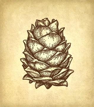 Ink sketch of pine nut. Stock Illustration