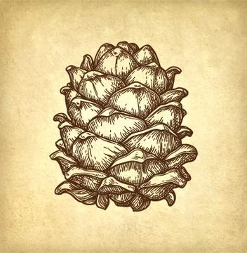 Ink sketch of pine nut. Illustrazione stock