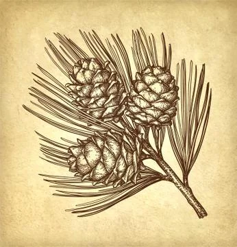 Ink sketch of pine nut. Illustrazione stock