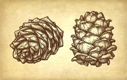 Ink sketch of pine nut. Illustrazione stock