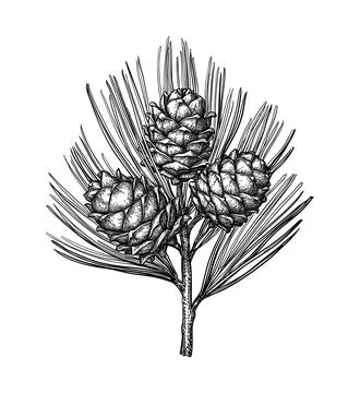 Ink sketch of pine nut Illustrazione stock