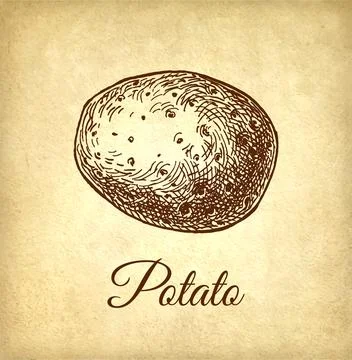 Ink sketch of potato. Illustrazione stock
