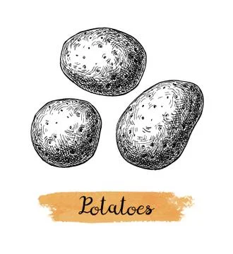 Ink sketch of potatoes. Stock-Illustration