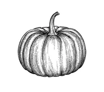Ink sketch of pumpkin. Stock Illustration