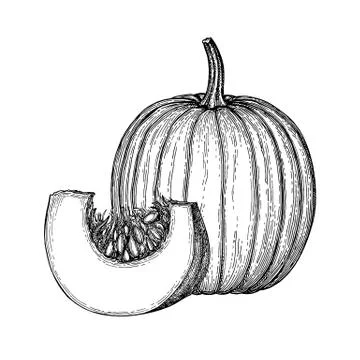 Ink sketch of pumpkin. Stock Illustration