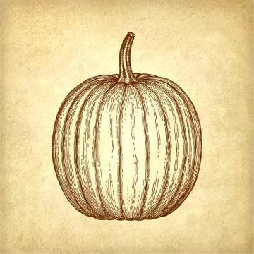 Ink sketch of pumpkin Illustrazione stock