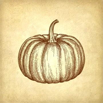 Ink sketch of pumpkin イラスト素材