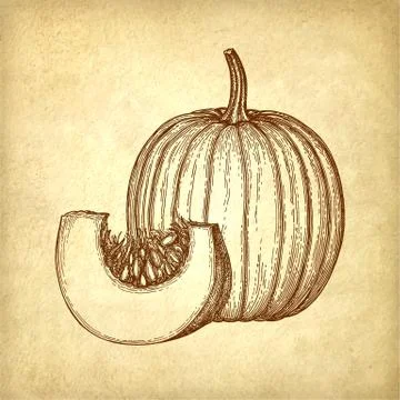 Ink sketch of pumpkin Illustrazione stock