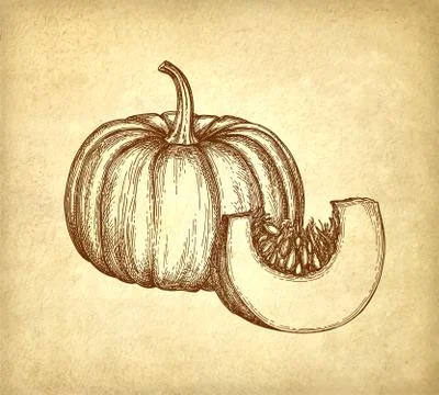 Ink sketch of pumpkin Illustrazione stock