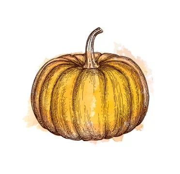 Ink sketch of pumpkin Stock Illustration