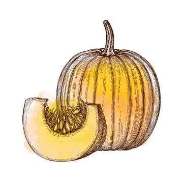 Ink sketch of pumpkin Stock Illustration