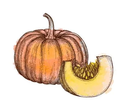 Ink sketch of pumpkin Stock Illustration