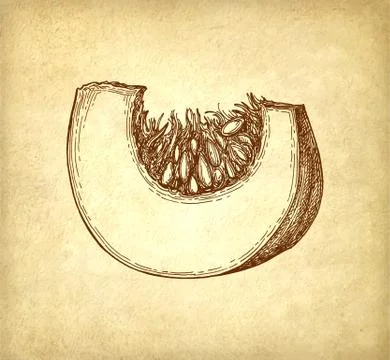 Ink sketch of pumpkin piece 스톡 일러스트