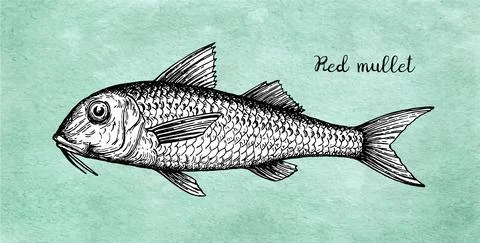 Ink sketch of red mullet. Stock Illustration