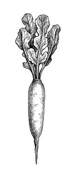 Ink sketch of redish Illustrazione stock