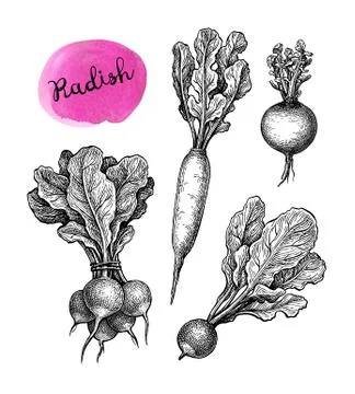 Ink sketch of redish Stock-Illustration