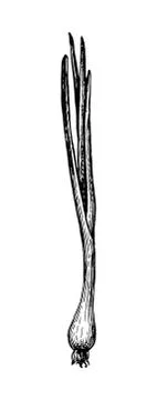 Ink sketch of scallion. Stock Illustration