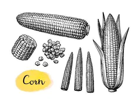 Ink sketch set of corn Stock Illustration