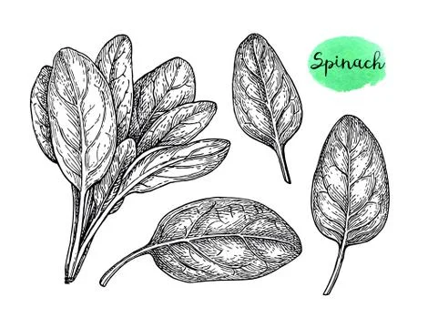 Ink sketch of spinach. Stock Illustration