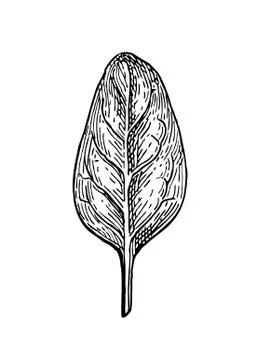 Ink sketch of spinach. Stock Illustration
