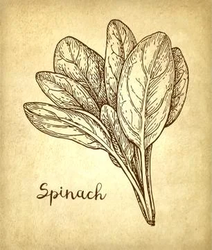 Ink sketch of spinach. Stock Illustration