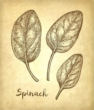 Ink sketch of spinach. Stock Illustration
