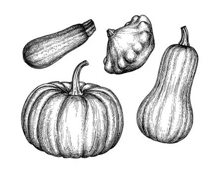 Ink sketch of squashes. Stock Illustration