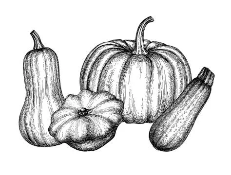 Ink sketch of squashes. Stock Illustration