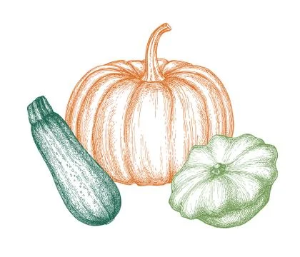Ink sketch of squashes. Stock Illustration