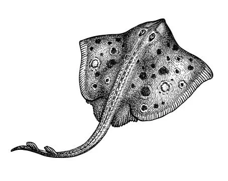 Ink sketch of stingray. Stock Illustration