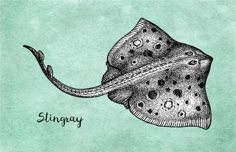 Ink sketch of stingray. Stock Illustration