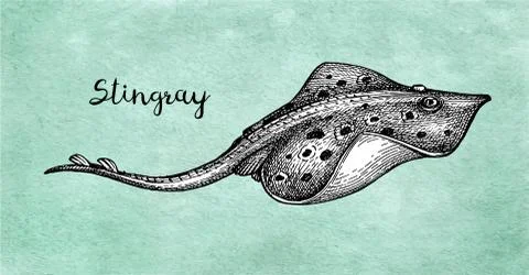 Ink sketch of stingray. Stock Illustration