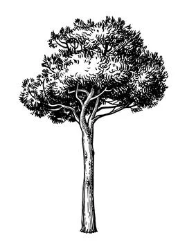 Ink sketch of stone pine tree. イラスト素材