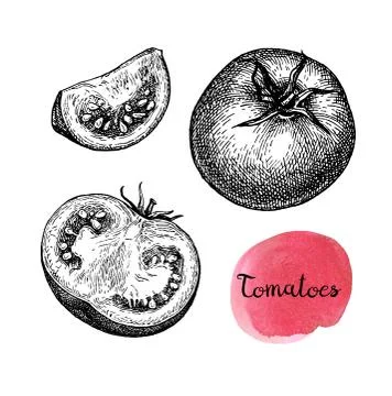 Ink sketch of tomato. Stock-Illustration