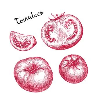 Ink sketch of tomato. Stock Illustration