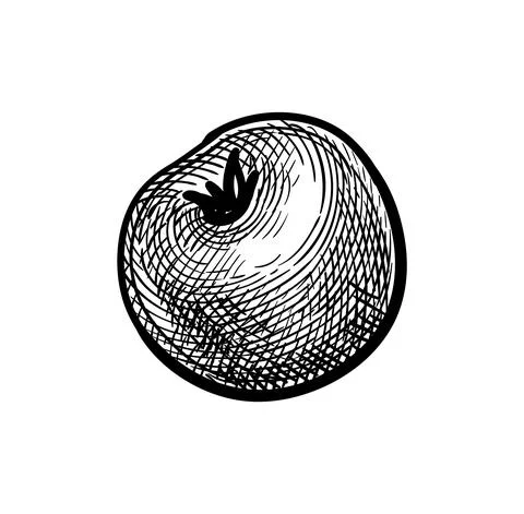 Ink sketch of tomato. Stock-Illustration