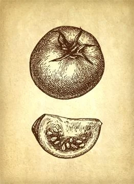 Ink sketch of tomatoes. Stock Illustration