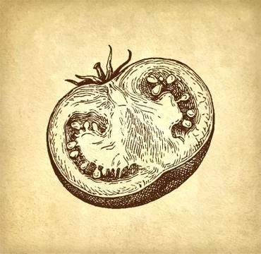 Ink sketch of tomatoes. Stock Illustration