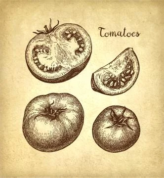 Ink sketch of tomatoes. Stock Illustration