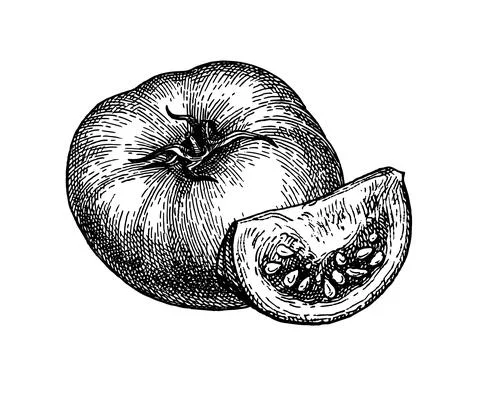Ink sketch of tomatoes. Stock-Illustration