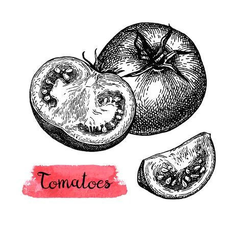 Ink sketch of tomatoes. Illustrazione stock