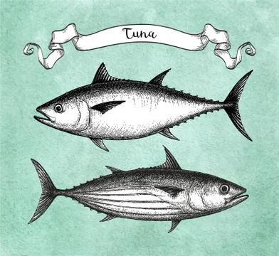 Ink sketch of tuna. Stock Illustration