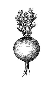 Ink sketch of turnip. Stock Illustration