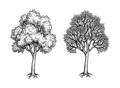 Ink sketch of two maples. Stock Illustration