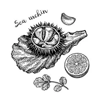 Ink sketch of urchin. Stock Illustration