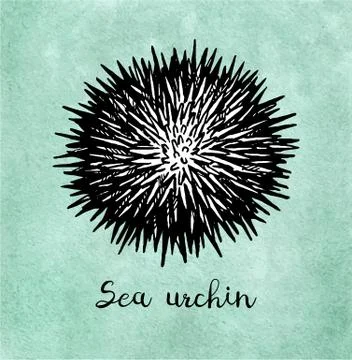 Ink sketch of urchin. Stock Illustration